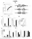 Fig. 08 - Interferon-β production modulating strains and methods for using same