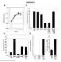 Fig. 09 - Interferon-β production modulating strains and methods for using same