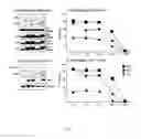 Fig. 07 - Methods for producing dendritic cells with an siRNA that interferes with MAPKAPK2 expression