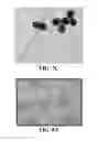Fig. 09 - Compositions comprising nanoparticles and apoptotic agents and methods of use