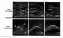 Fig. 01 - ANTIMICROBIAL AGENT FOR GRAM-POSITIVE BACTERIA