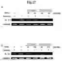 Fig. 28 - Use of lignan compounds for treating or preventing inflammatory disease