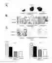 Fig. 02 - COMPOSITION FOR PREVENTING AND TREATING METABOLIC DISEASES COMPRISING THE EXTRACT OF LYSIMACHIAE FOENUM-GRAECI HERBA