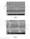 Fig. 02 - CARBON NANOTUBE ASSEMBLY