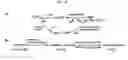 Fig. 32 - Methods for Detecting Metabolic States by Laser Ablation Electrospray Ionization Mass Spectrometry