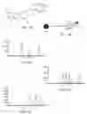 Fig. 08 - Methods of producing and sequencing modified polynucleotides