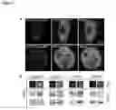 Fig. 03 - FLUORESCENT TWO-HYBRID (F2H) ASSAY FOR DIRECT VISUALIZATION OF PROTEIN INTERACTIONS IN LIVING CELLS