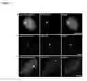 Fig. 05 - FLUORESCENT TWO-HYBRID (F2H) ASSAY FOR DIRECT VISUALIZATION OF PROTEIN INTERACTIONS IN LIVING CELLS
