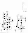 Fig. 03 - Method for diagnosing renal diseases or predispositions