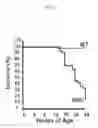 Fig. 02 - USE OF IGFBP-7 IN THE ASSESSMENT OF HEART FAILURE