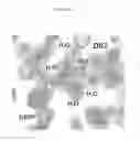 Fig. 09 - Aromatic prenyltransferases, nucleic acids encoding same and uses therefor