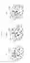 Fig. 12 - Aromatic prenyltransferases, nucleic acids encoding same and uses therefor