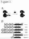 Fig. 02 - FRET-based binding assay