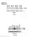 Fig. 03 - Monoclonal antibody which binds cMet (HGFR) in formalin-fixed and paraffin-embedded tissues and related methods