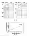 Fig. 04 - Monoclonal antibody which binds cMet (HGFR) in formalin-fixed and paraffin-embedded tissues and related methods