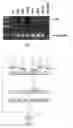 Fig. 07 - Monoclonal antibody which binds cMet (HGFR) in formalin-fixed and paraffin-embedded tissues and related methods