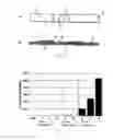 Fig. 02 - Immunodetection assay for complex