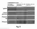 Fig. 09 - SELECTIVE TAGGING OF SHORT NUCLEIC ACID FRAGMENTS AND SELECTIVE PROTECTION OF TARGET SEQUENCES FROM DEGRADATION