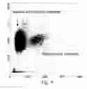 Fig. 06 - Reticulocyte mimetics and method of preparation of the same