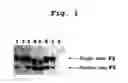 Fig. 02 - Recombinant Factor X with no glycosylation and method for preparing the same