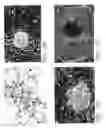 Fig. 02 - Isolation, Characterization and Propagation of Germline Stem Cells