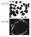 Fig. 07 - Isolation, Characterization and Propagation of Germline Stem Cells