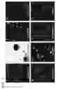 Fig. 09 - Isolation, Characterization and Propagation of Germline Stem Cells