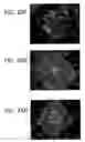 Fig. 40 - Isolation, Characterization and Propagation of Germline Stem Cells