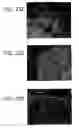 Fig. 41 - Isolation, Characterization and Propagation of Germline Stem Cells