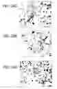Fig. 43 - Isolation, Characterization and Propagation of Germline Stem Cells
