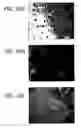 Fig. 44 - Isolation, Characterization and Propagation of Germline Stem Cells