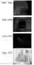 Fig. 46 - Isolation, Characterization and Propagation of Germline Stem Cells