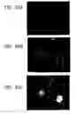 Fig. 63 - Isolation, Characterization and Propagation of Germline Stem Cells
