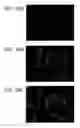 Fig. 72 - Isolation, Characterization and Propagation of Germline Stem Cells