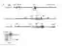 Fig. 01 - Cardiac Conduction System (CCS) Progenitor Cells and Uses Thereof