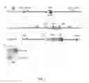 Fig. 02 - Cardiac Conduction System (CCS) Progenitor Cells and Uses Thereof