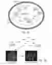 Fig. 02 - Engineered cellular pathways for programmed autoregulation of differentiation