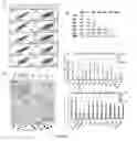 Fig. 06 - Generation of pluripotent cells from fibroblasts