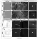 Fig. 10 - Generation of pluripotent cells from fibroblasts