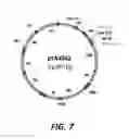 Fig. 09 - Single expression vector for generation of a virus with a segmented genome