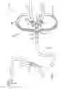 Fig. 02 - Therapeutic body strap