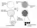 Fig. 01 - Nanofiber surfaces for use in enhanced surface area applications