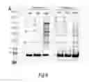 Fig. 09 - ANTI-BACTERIAL COMPOSITIONS