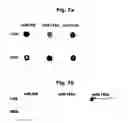 Fig. 08 - DETECTION OF TISSUE ORIGIN OF CANCER