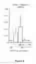 Fig. 07 - Method of preventing progression of hypertension-induced heart failure with PKC peptides