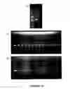 Fig. 08 - CATIONIC PEPTIDE FOR DELIVERING AN AGENT INTO A CELL