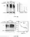 Fig. 08 - Imidazolidinone compounds, methods to inhibit deubiquitination and methods of treatment