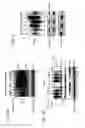 Fig. 10 - Imidazolidinone compounds, methods to inhibit deubiquitination and methods of treatment