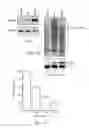 Fig. 11 - Imidazolidinone compounds, methods to inhibit deubiquitination and methods of treatment