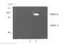 Fig. 09 - Compositions and methods for identifying agents which modulate PTEN function and PI-3 kinase pathways